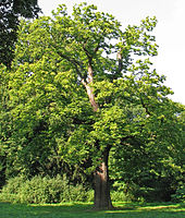 Edelkastanie (Castanea sativa) 1.jpg